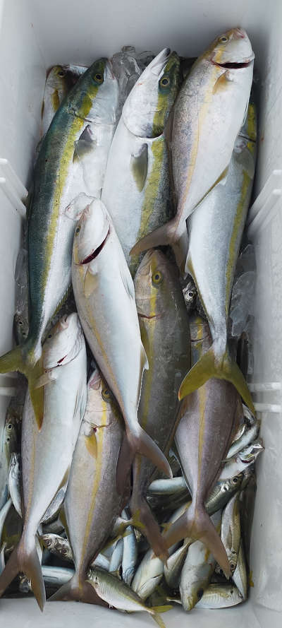 9月釣果です