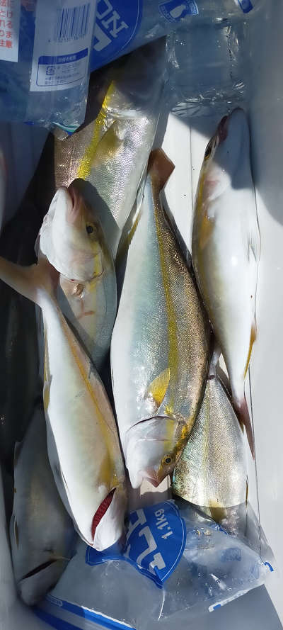 9月釣果です