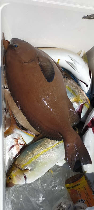 9月釣果です