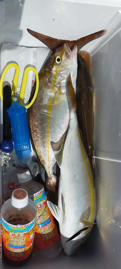 9月釣果です