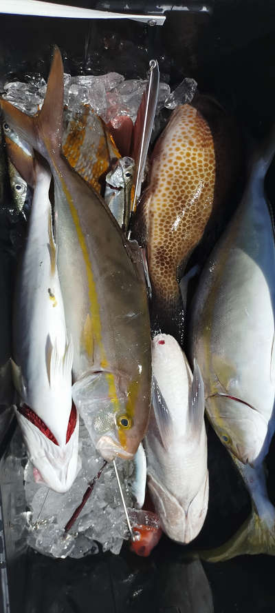 9月釣果です