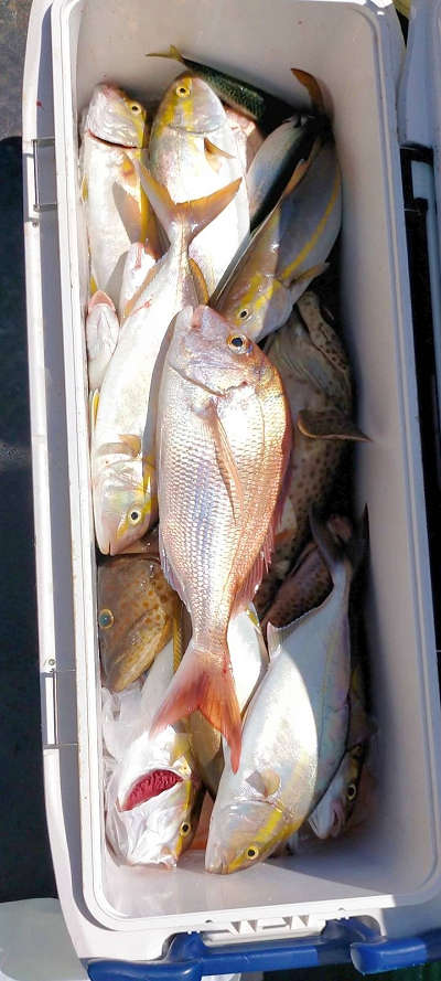 9月釣果です