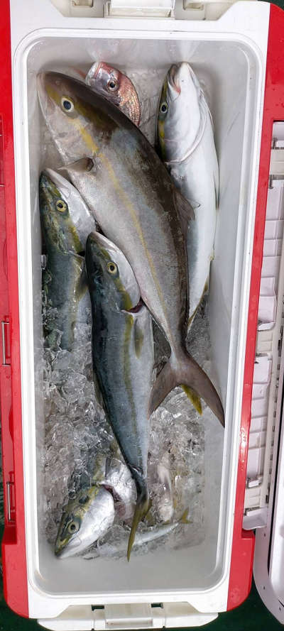 9月釣果です