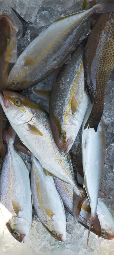 9月釣果です