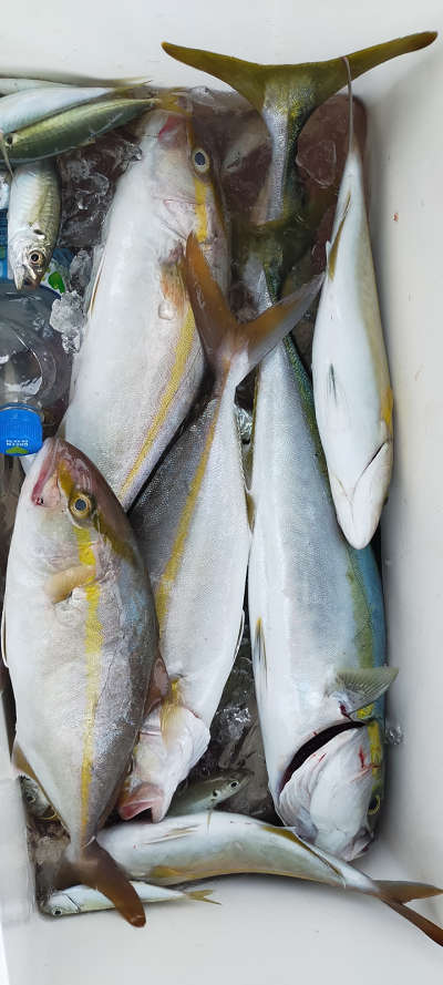 9月釣果です