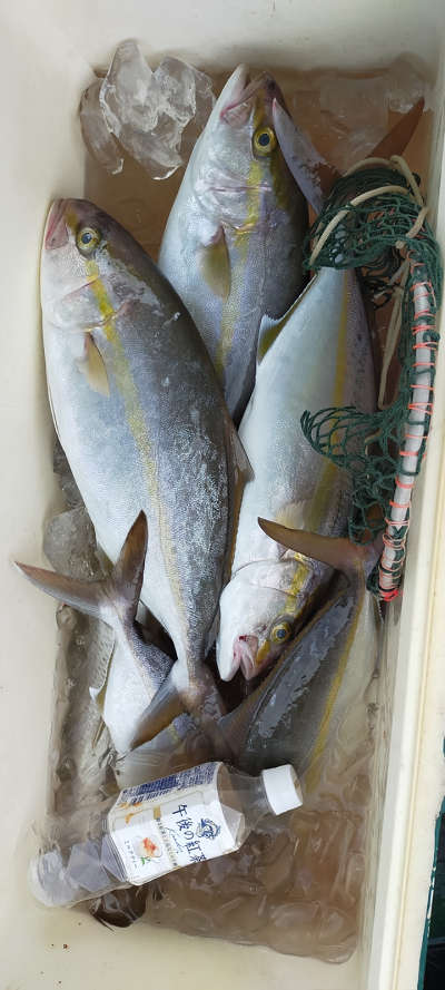 9月釣果です