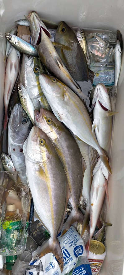 9月釣果です