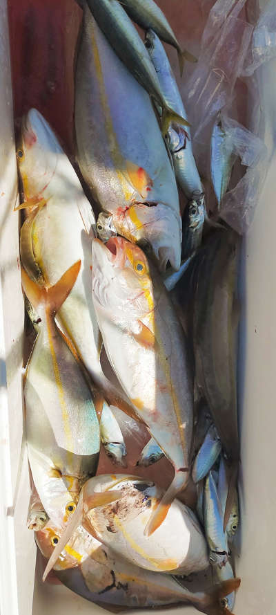9月釣果です
