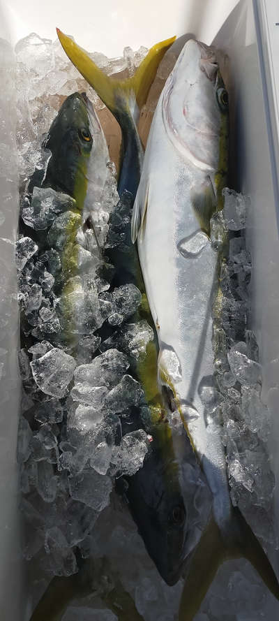 1月釣果です