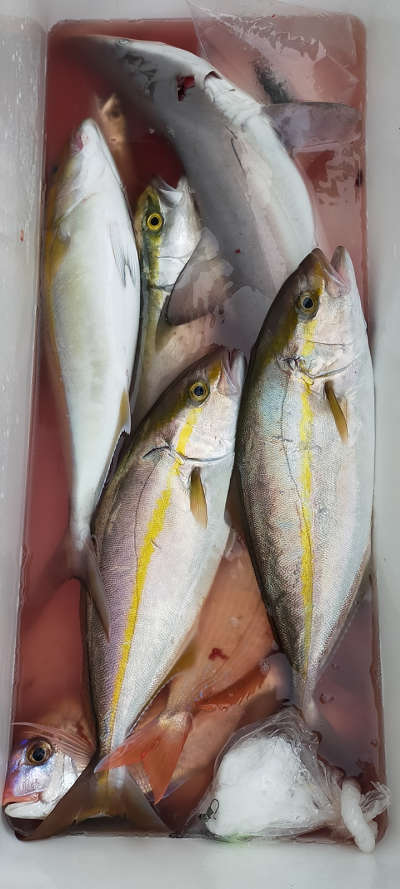 10月釣果です