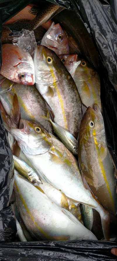10月釣果です