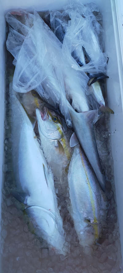 10月釣果です