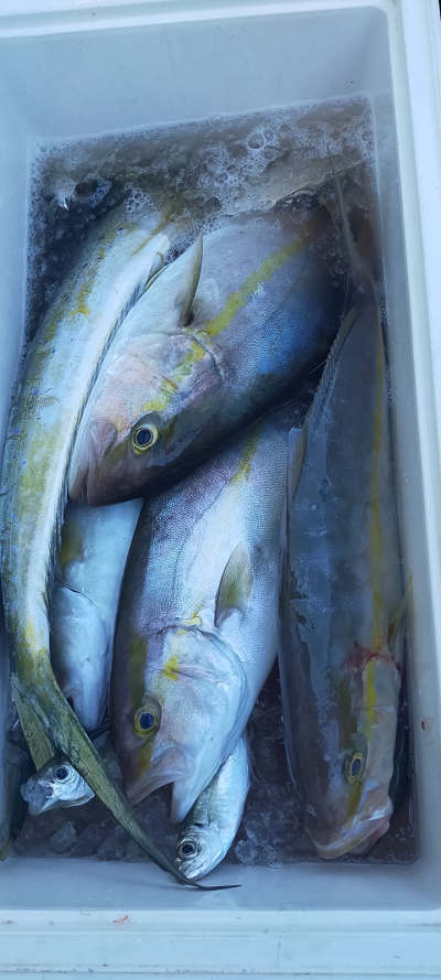10月釣果です