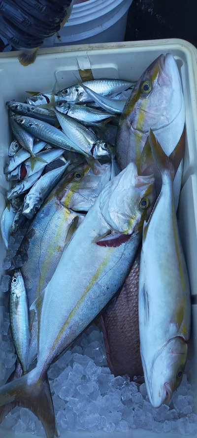 10月釣果です