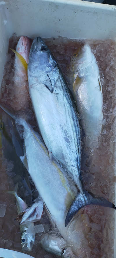10月釣果です