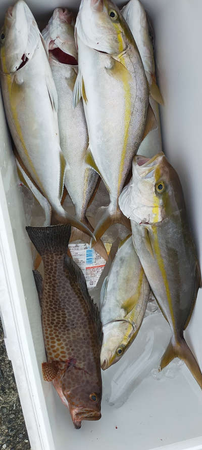 10月釣果です