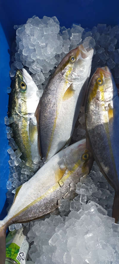 10月釣果です