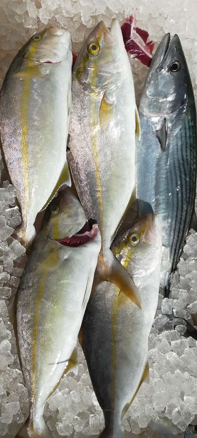 10月釣果です