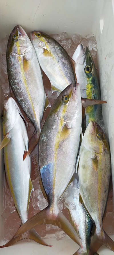 10月釣果です