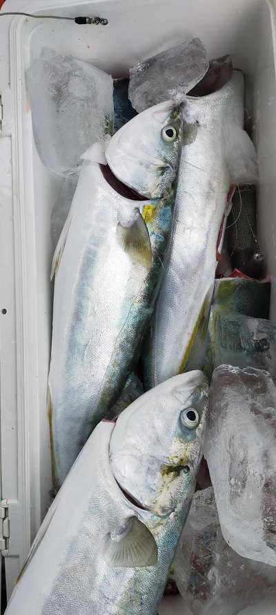 2月釣果です
