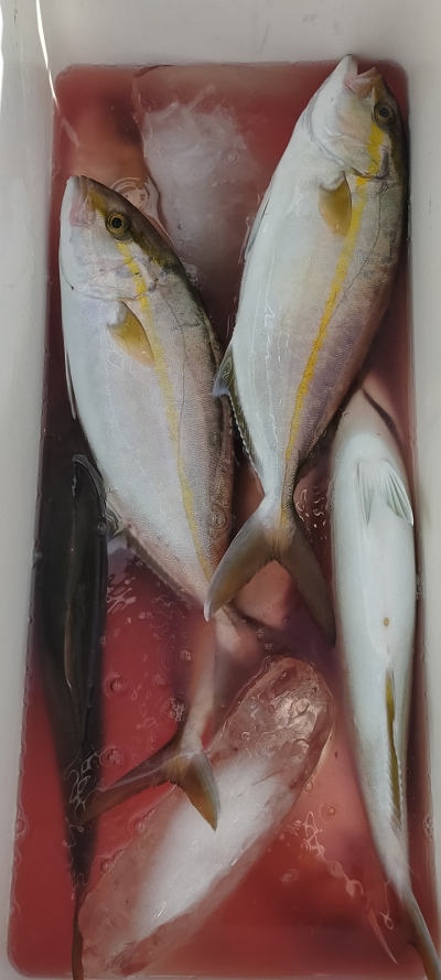 10月釣果です