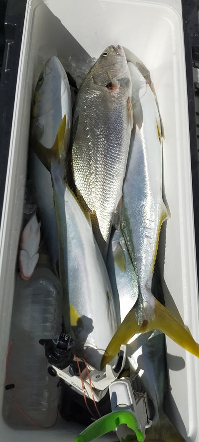 11月釣果です