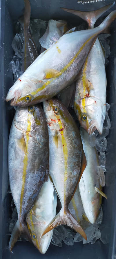 11月釣果です