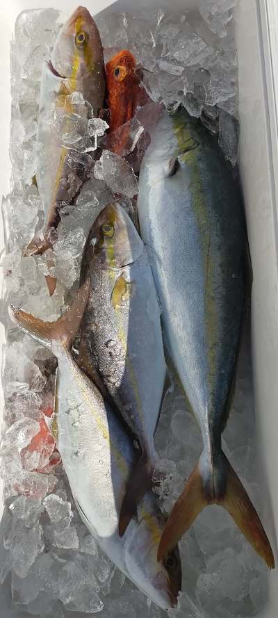 ネイリ・根魚釣り