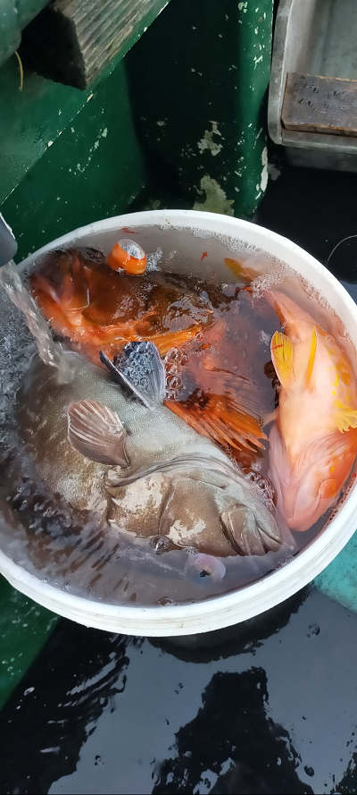 ネイリ・根魚釣り