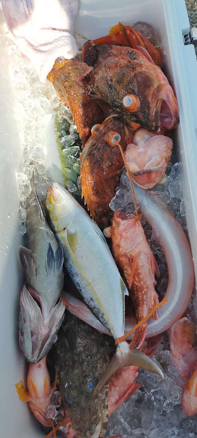 ネイリ・根魚釣り