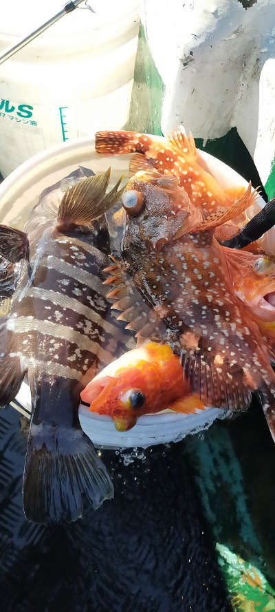ネイリ・根魚釣り