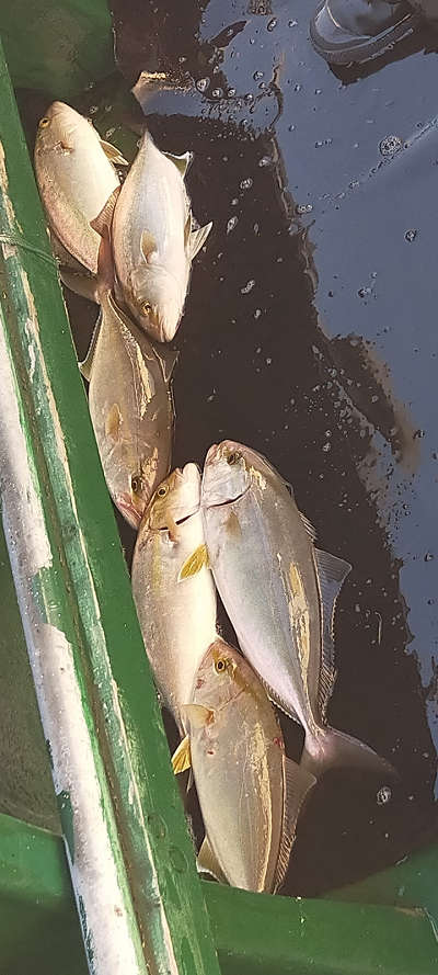 10月釣果です