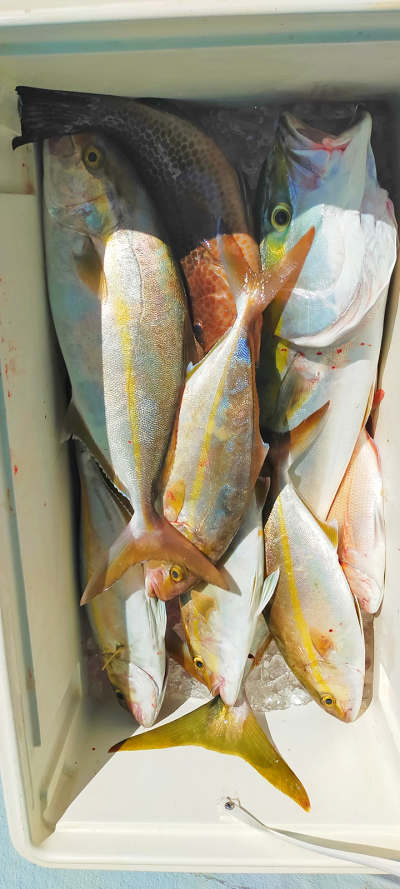10月釣果です