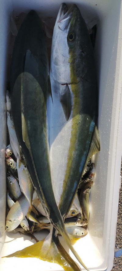 11月釣果です