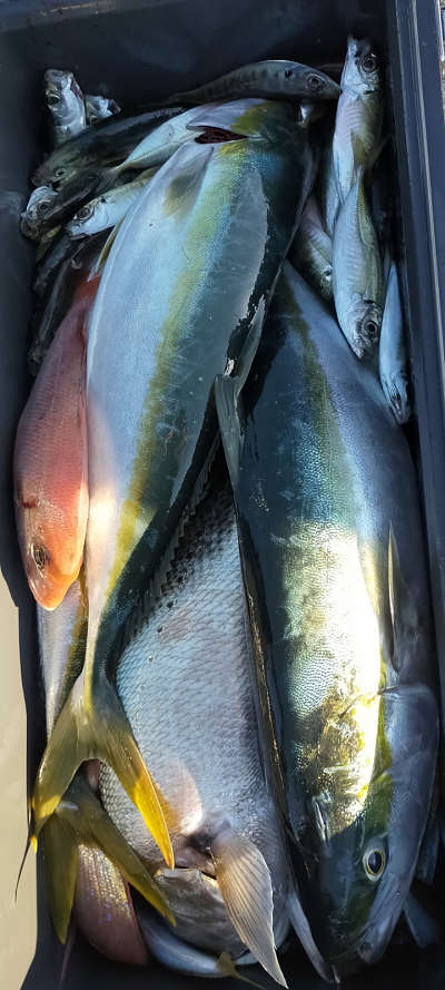 11月釣果です