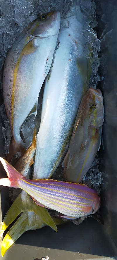 11月釣果です