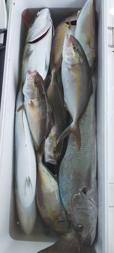 10月釣果です