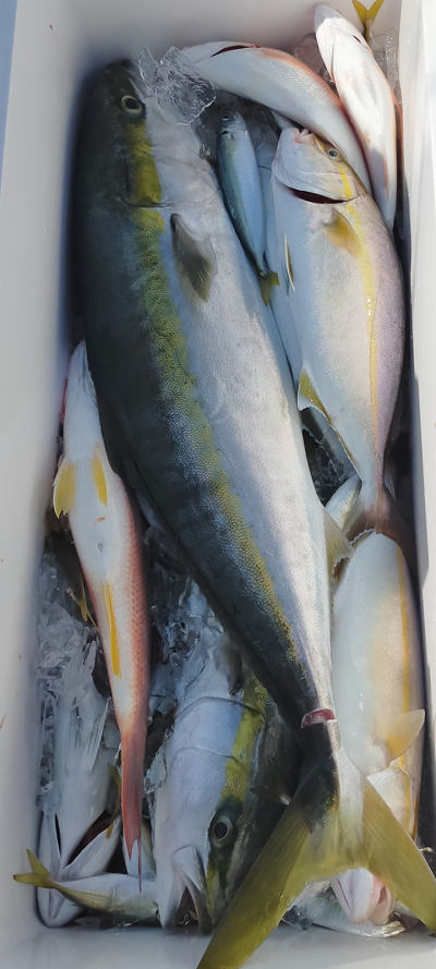 10月釣果です