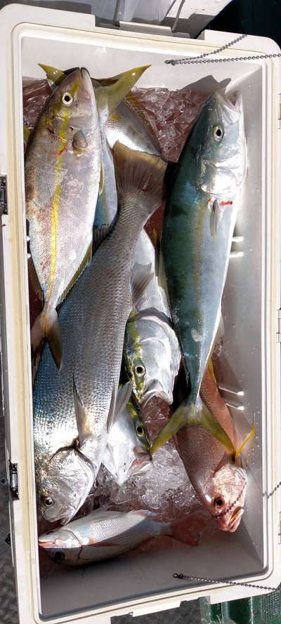 10月釣果です