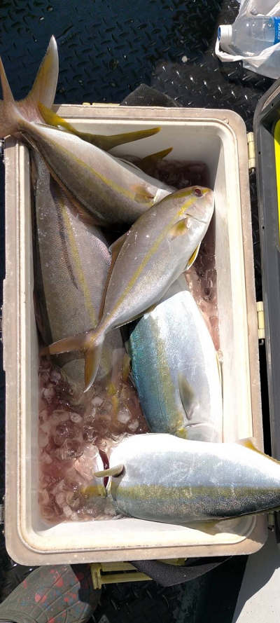 10月釣果です