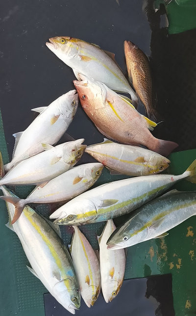 10月釣果です