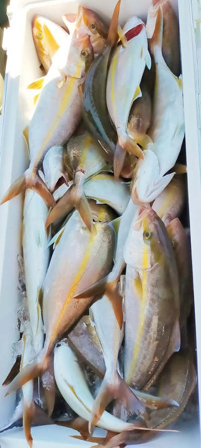 10月釣果です