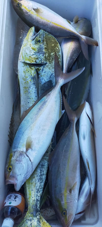 10月釣果です