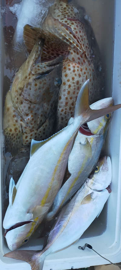 10月釣果です