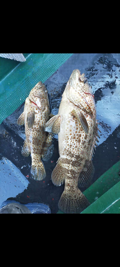 10月釣果です