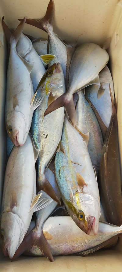 10月釣果です