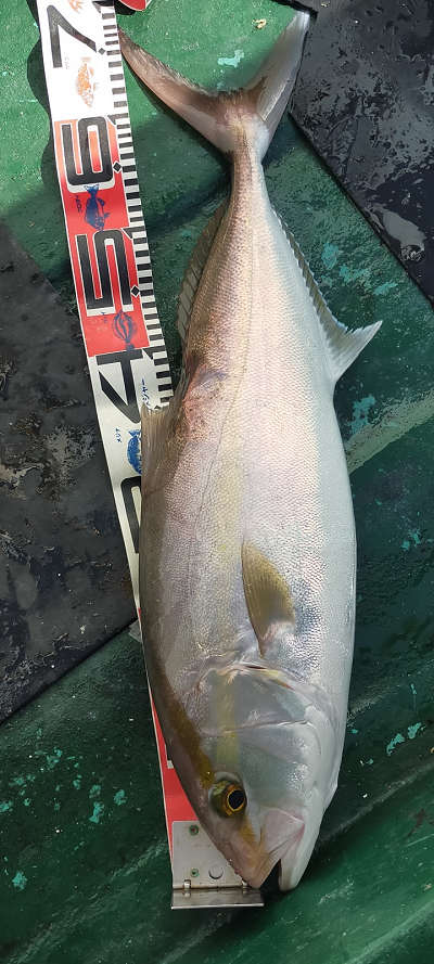 10月釣果です