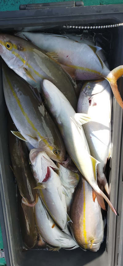 10月釣果です