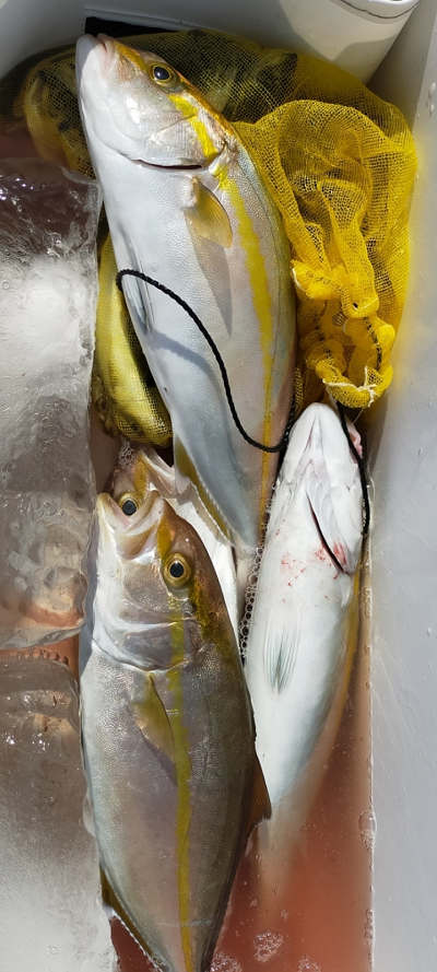 10月釣果です