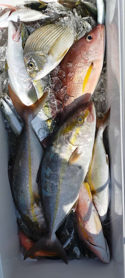 10月釣果です